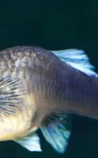 بچه ماهی گوپی