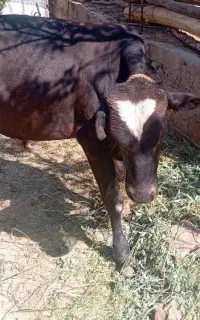 فروش گوساله شیری