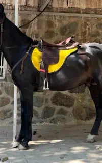 نریان مشکی