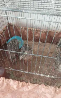 بلدرچین