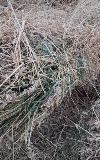 فروش یونجه خالص