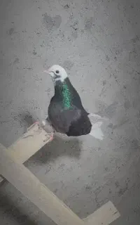 کبوتر