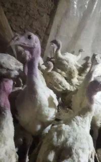 بوقلمون گوشتی