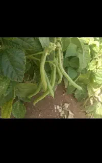 فروش کاه لوبیاقرمز حدود ۱۰ خلوار آبی سفلی