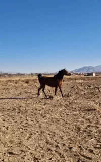 مادیان کرد معاوظعه با گوسفند و بز