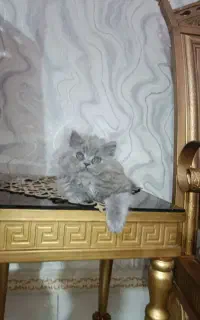 گربه ماده اسکاتیش باهوش ومهربون
