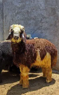 بره چاق تخت
