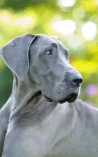 سگ خیلی باهوش است