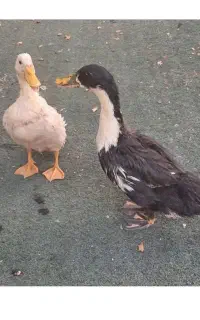 جوجه اردک 4 ماهه