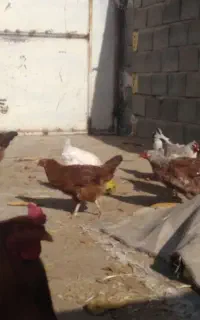 مرغ محلی جون