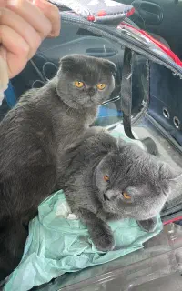 گربه اسکاتیش