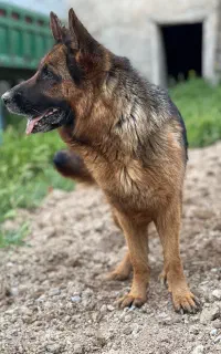 سگ ژرمن