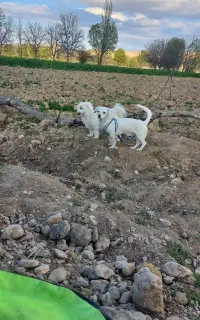 توله سگ