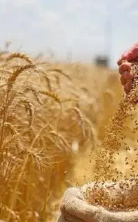 فروش ۱ تن گندم
