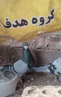 سبز پلاکی