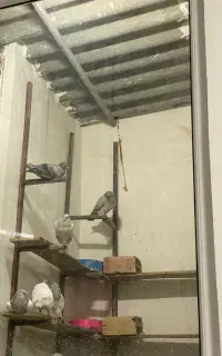 کبوتر باخت خورده