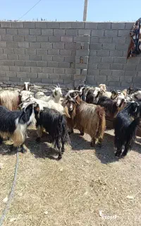 بز داشت
