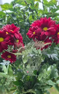 فروش گل و گیاه
