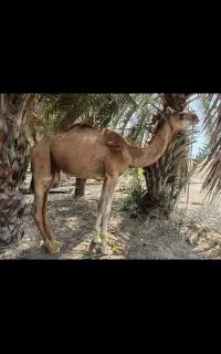 شتر نر