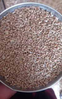 گندم و جو تمیز