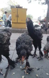 مرغ و خروس دو رگه برهما و مرندی