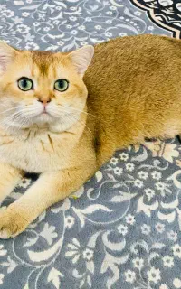 گربه کاملا خانگی نر نژاد برتیش اصل