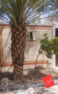 باغبانی وخدمات تمام کارهای مربوط به ان در اهواز
