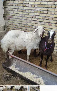 قوچ سفید افشاری سه ساله