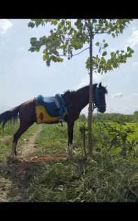 اسب