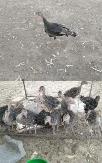 1عدد بوقلمون ماده به همراه 7 عدد جوجه(محلی)