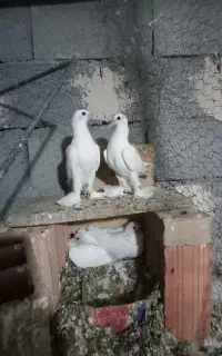 کبوتر لوتی بالا گمشده