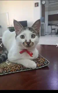 واگذاری  گربه
