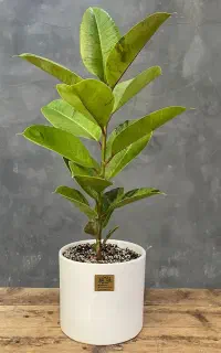 گل فیکوس سالم