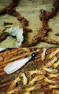 سم پاشی تضمینی .و بدون بازگشت