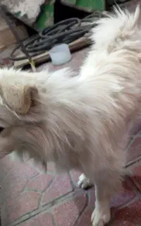 سگ پامر اشتپیز