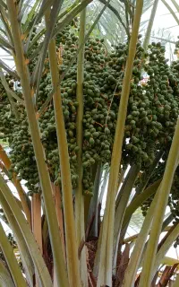 فروش پاجوش