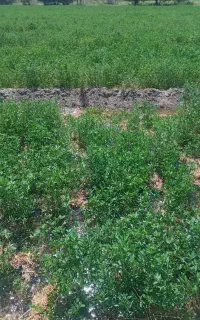 زمین زراعی