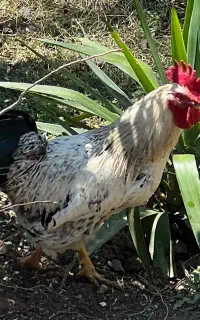 خروس درجه یک