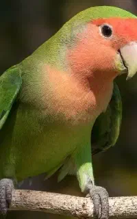 طوطی کوتوله برزیلی