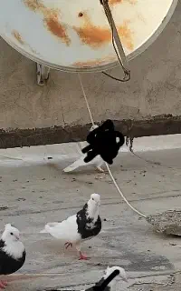 یک جفت کفتر