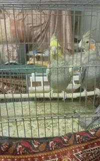 پرنده