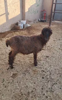 بره ماده سبک وزن