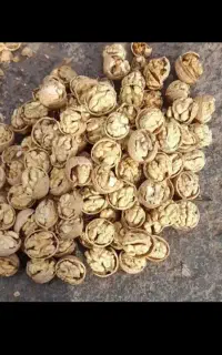 فروش گردوی درجه ا مغز سفید