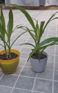 گل ذرتی.چهار عدد گل ذرتی