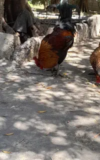 فروش یا معاوضه خروس