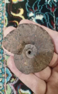 فسیل آمونیت