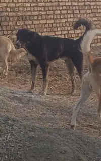 سگ بومی