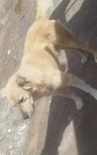 سگ دهن پاک
