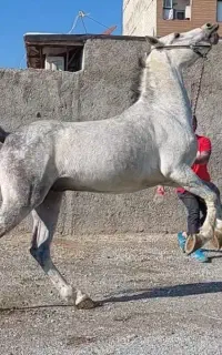 اسب عرب کرد دره شور سواری دار روزگاری