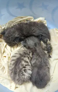 رانمایی نگهداری بچه گربه